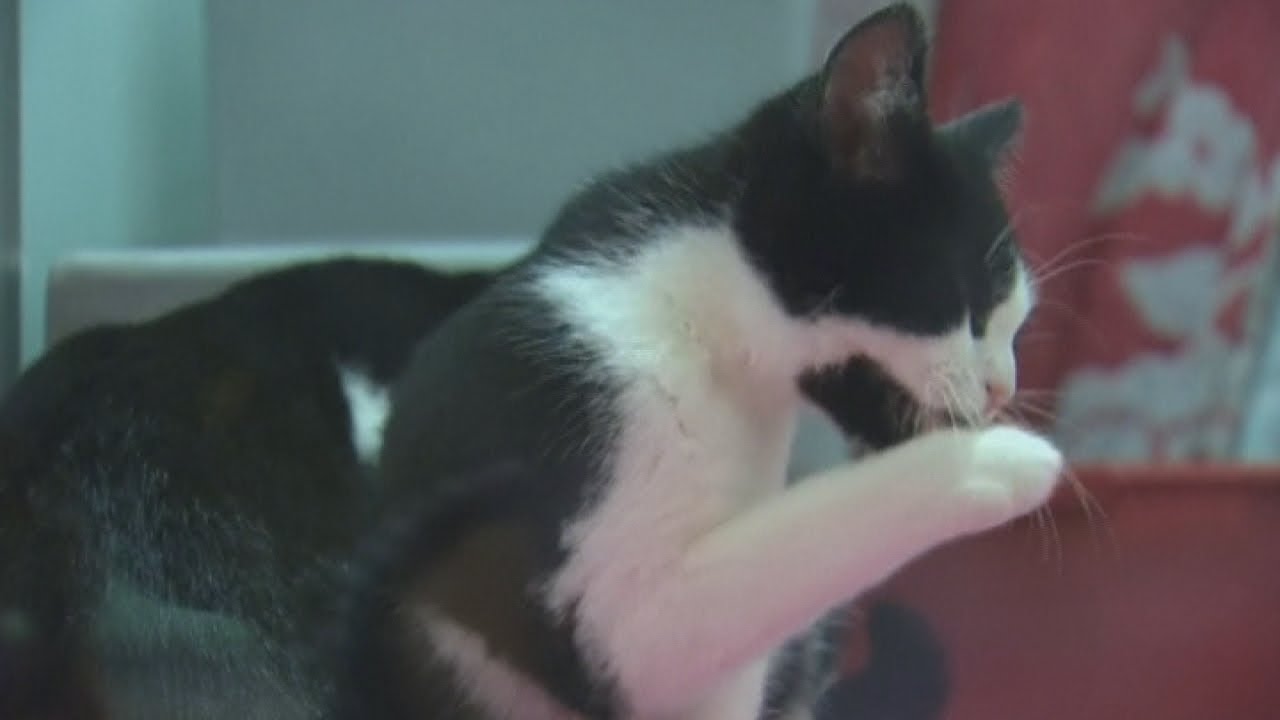 Cuddling cats: Feline lovers get up close and personal