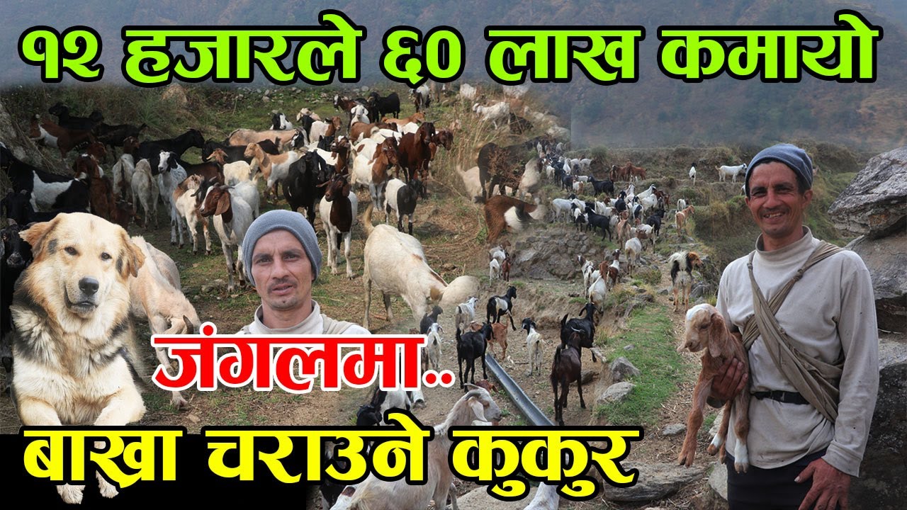 १२ हजारको लगानिले ६० लाख कमाउन सफल किसान ! जंगलमा बाख्रा चराउने कुकुर | Kiran paudel