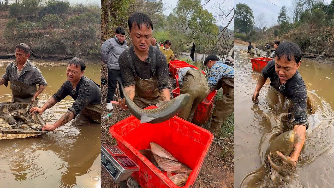 Chi 11.000 tệ mua lại ao 12 mẫu, kết quả thu hoạch cá khiến ai cũng bất ngờ