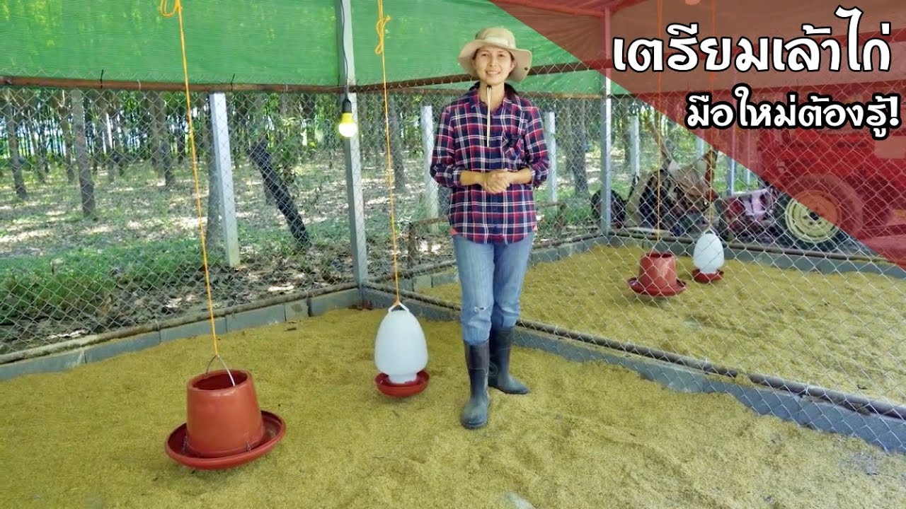 เตรียมเล้าไก่ง่ายๆ ก่อนลงไก่ ต้องเตรียมอะไรบ้าง?