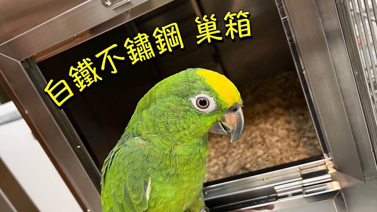 鸚鵡走道式巢箱/白鐵304不鏽鋼/無紅光攝影機