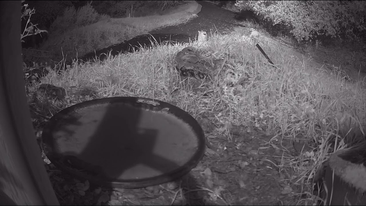 Bobcat still looking for mate