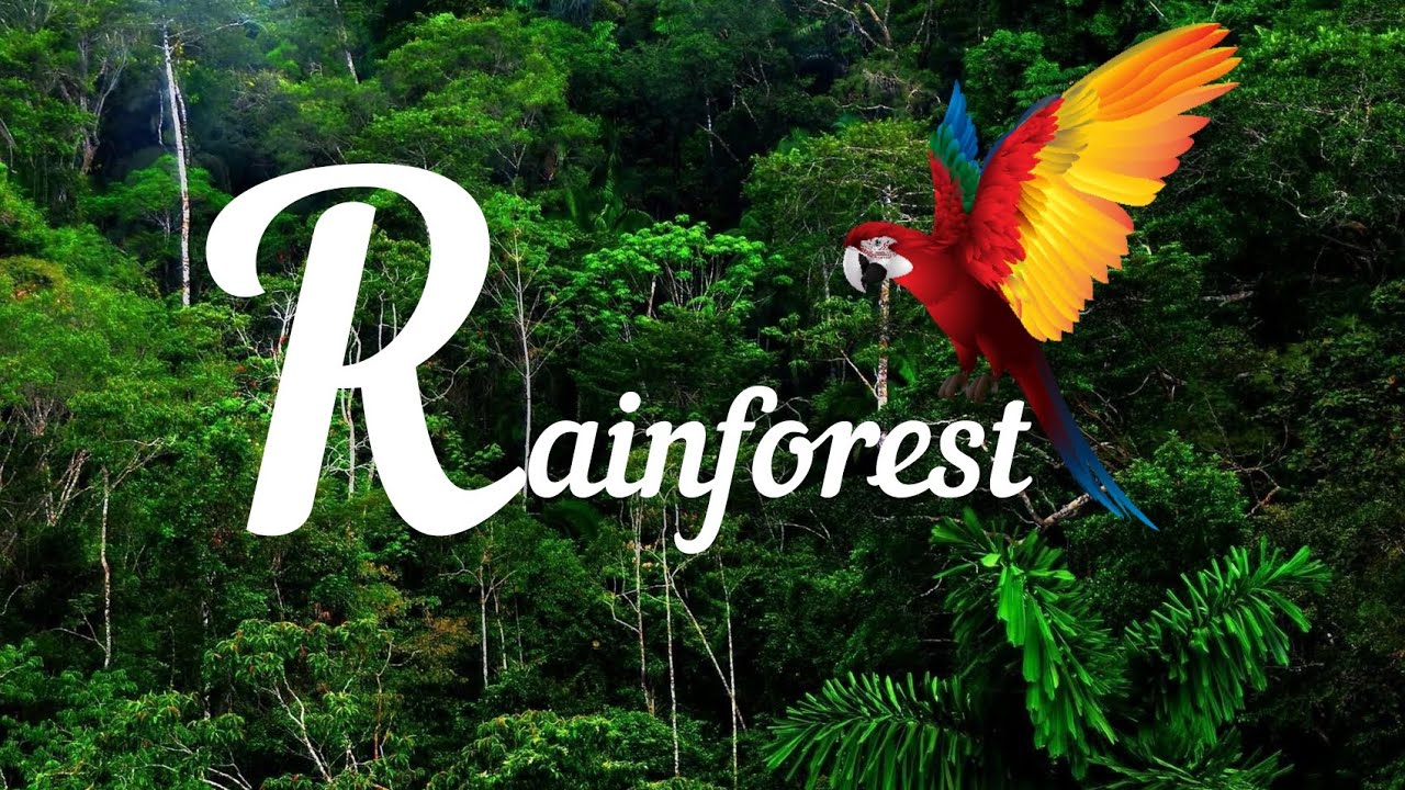 পৃথিবীর এক ভয়ংকর বনভূমি Rainforest!