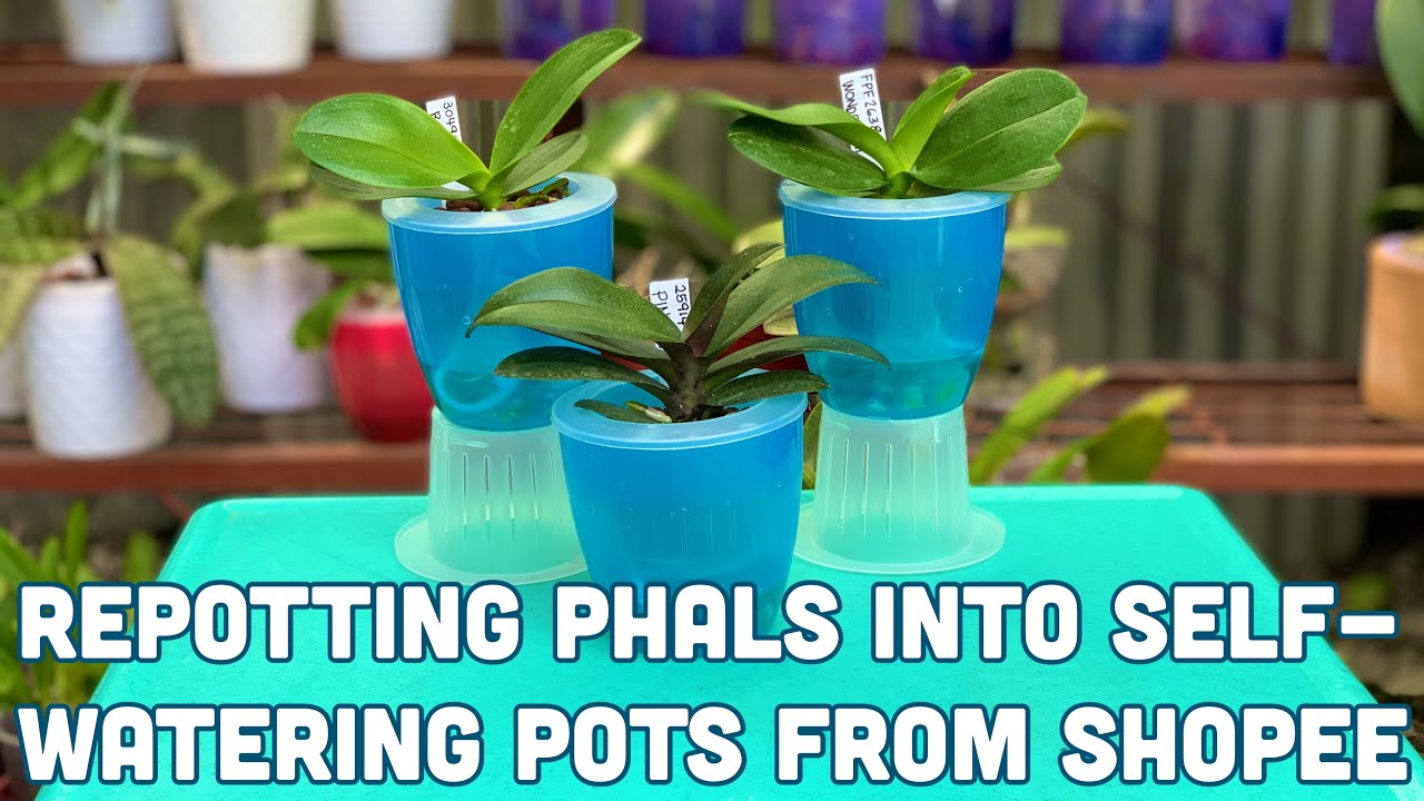 REPOTTING MINI PHALAENOPSIS INTO SELF-WATERING POTS FROM SHOPEE  - PHILIPPINES