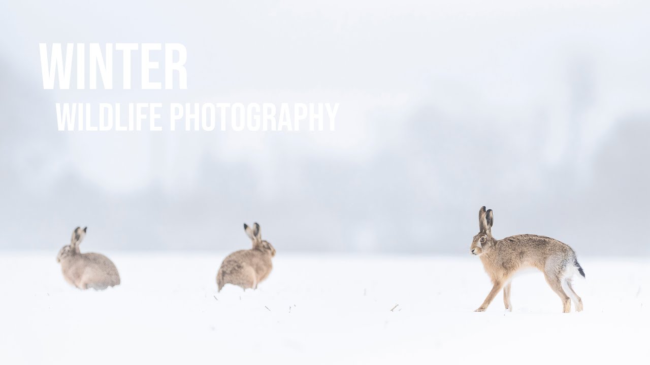 WILDLIFE PHOTOGRAPHY in the SNOW | on location with brown HARES | Nikon Z9 300mm 2.8 VR II