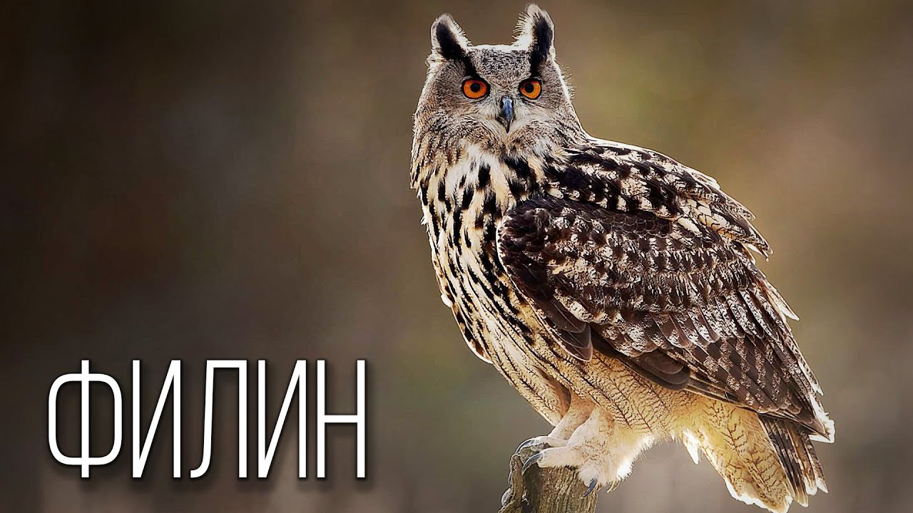 Филин: Ночной Охотник | Интересные факты про филинов