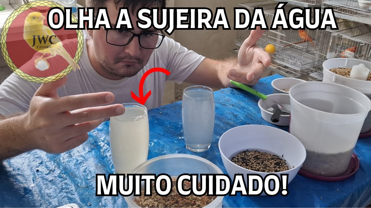 SAIBA COMO É UMA MISTURA DE SEMENTE DE QUALIDADE! #canariljwc #canário