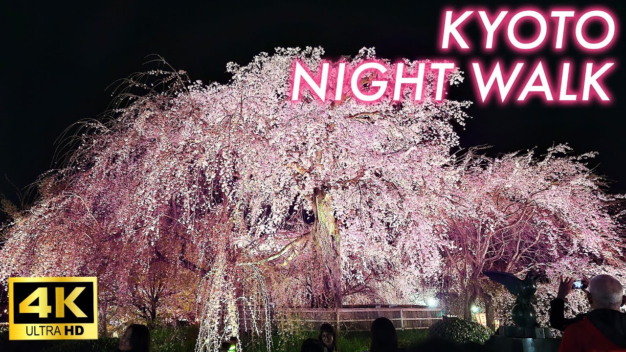 【4K Japan Sakura 2024】Walk around Gion area in Kyoto enjoying the amazing night cherry blossoms