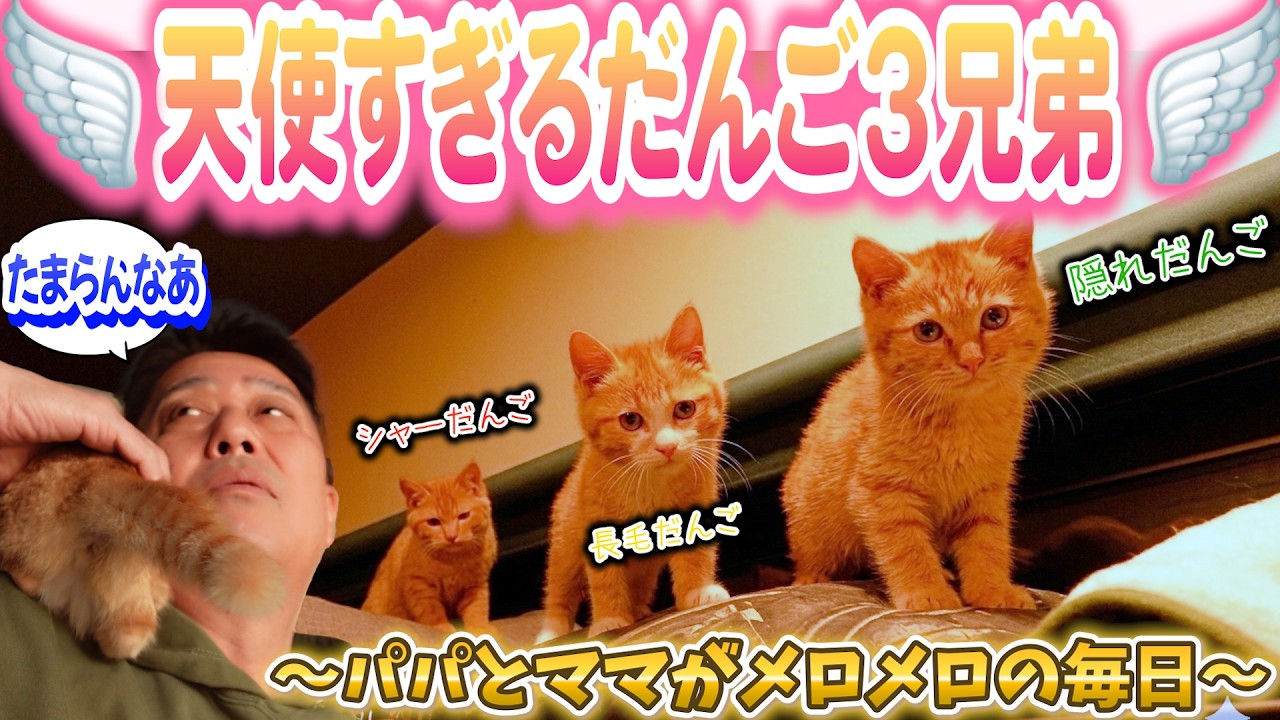 【新保護猫】天使すぎるだんご三兄弟…可愛さが止まらない