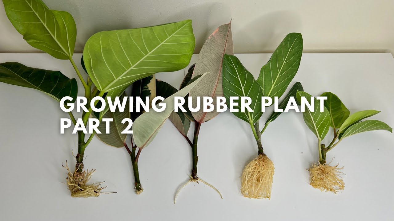 #134 Propagating A Stunning Plant with Thick and Glossy Leathery Leaves | Rubber Plant