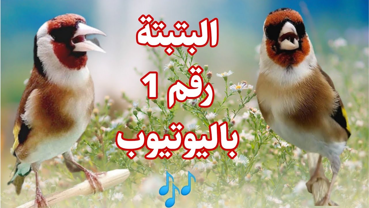 بتبتات حسون 🔥💯تهييج قوي وسريع للحسون بهذه البتبتة المجربة التي تعطي نتائج مذهلة من أول تشغيل للصوت🔥