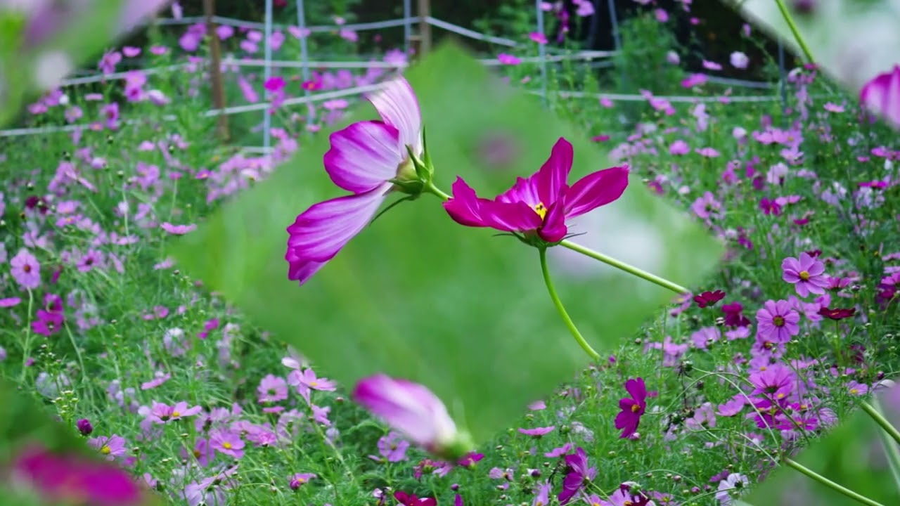 download 22 올림픽공원 들꽃마루 코스모스