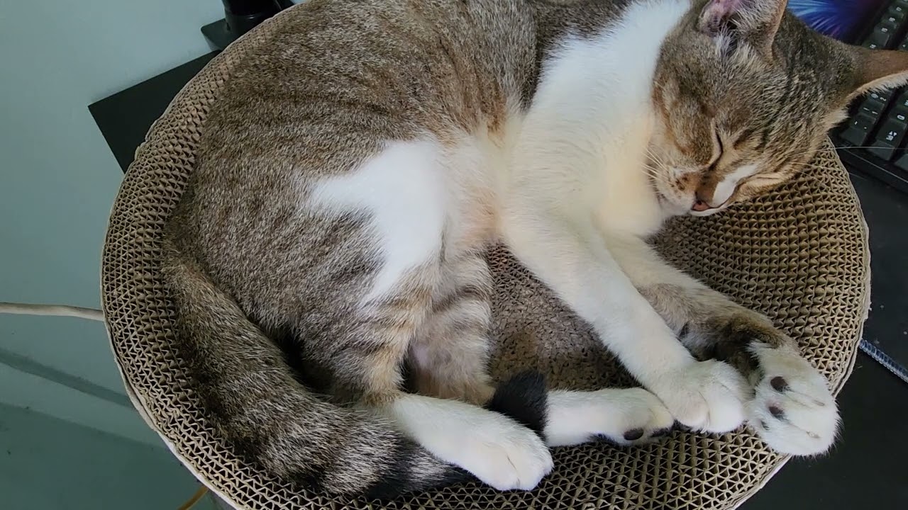 30 minutes of cat sleeping with purring sounds ep 21