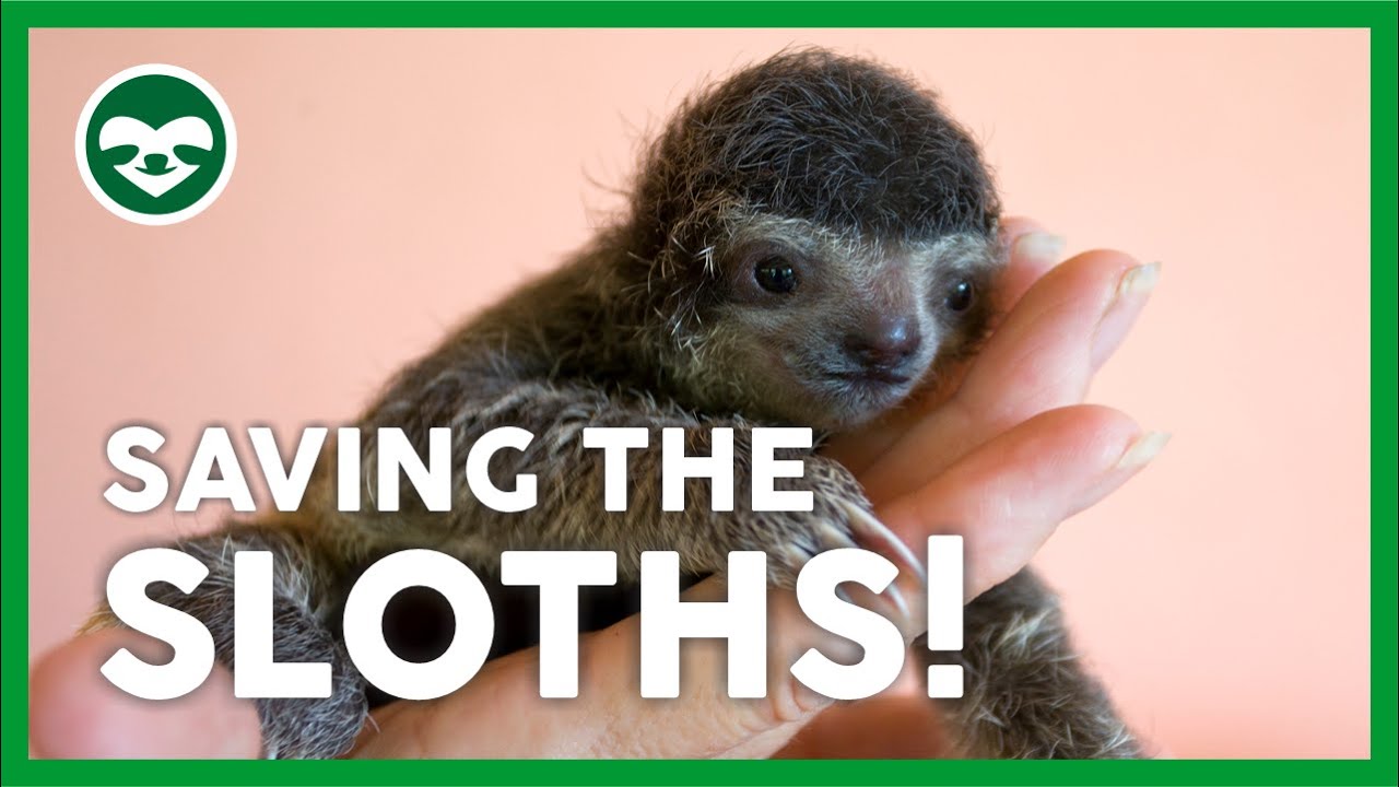 Saving the Planet´s Slowest Mammal | The Sloth Conservation Foundation