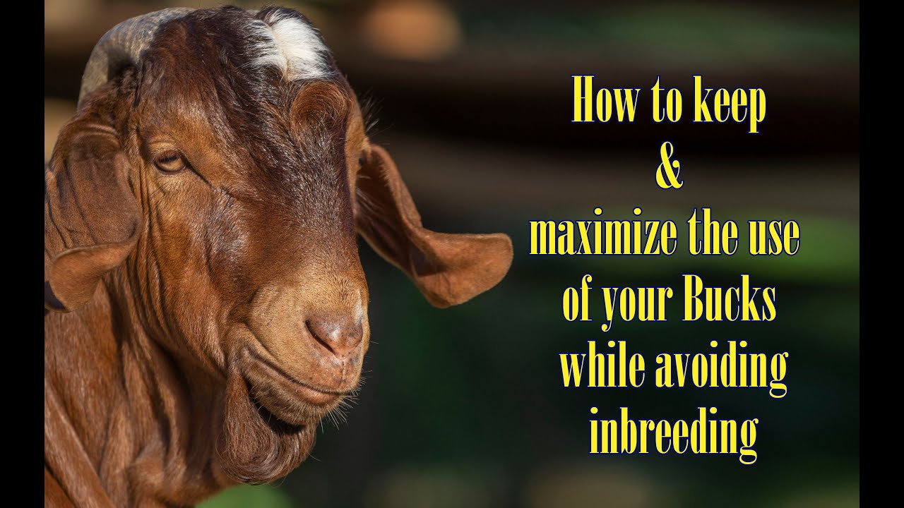 How to keep & maximize the use of your Bucks while avoiding inbreeding