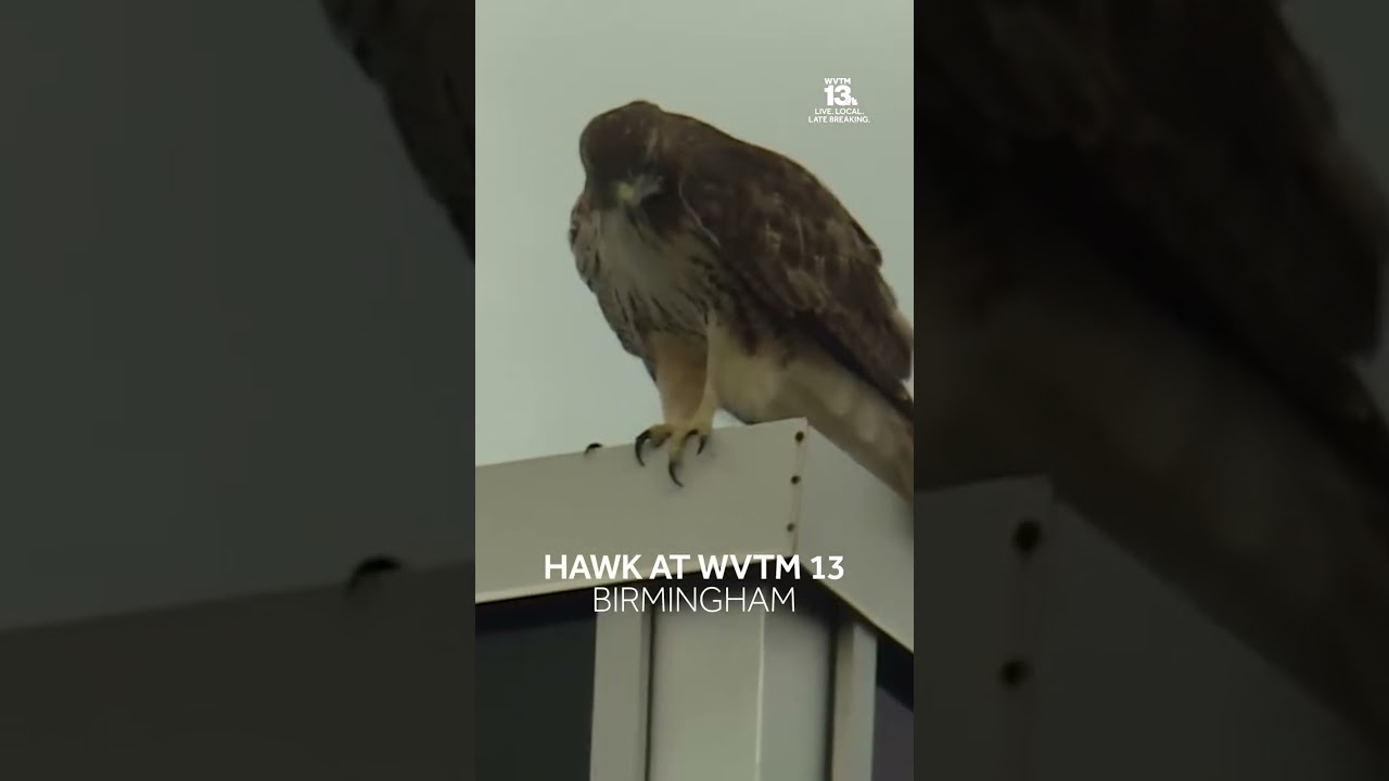 Hawk takes a stroll on the WVTM 13 roof
