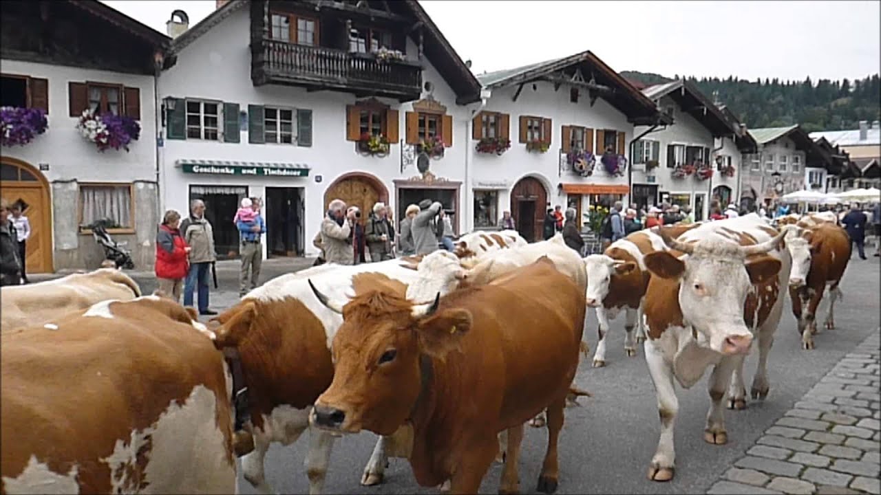 Mittenwald 15 09 2013 Teil 1   Almabtrieb