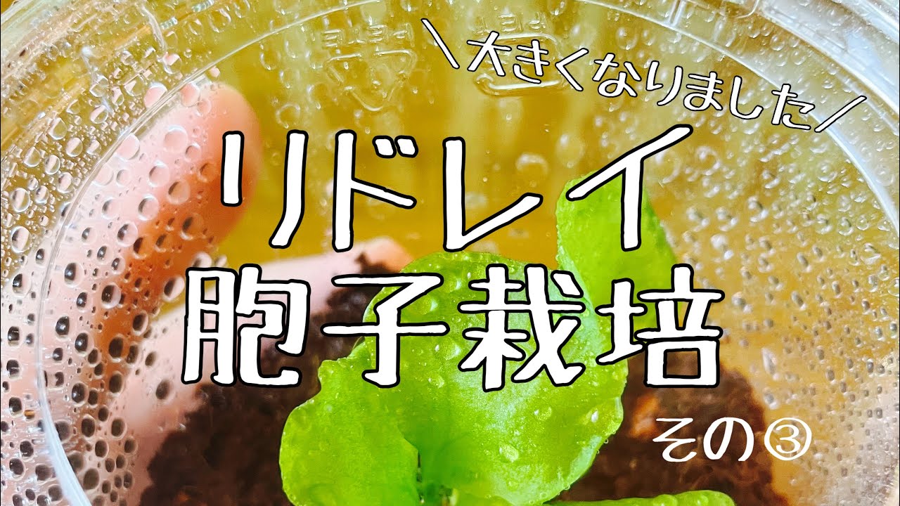 リドレイ胞子培養記録 STEP3