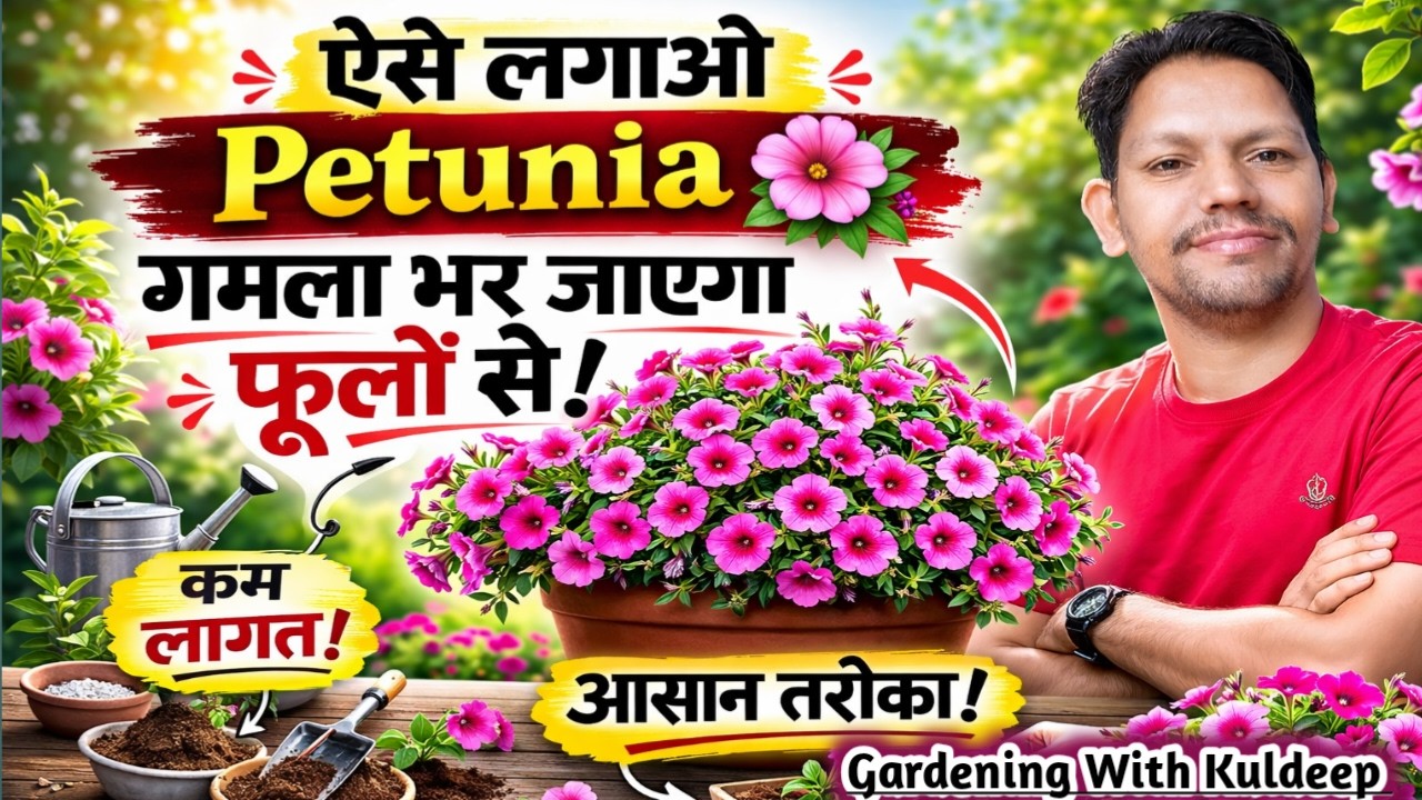 पेटुनिया उगाने से फूल तक की A-Z जानकारी | Petunia Plant Care Tips