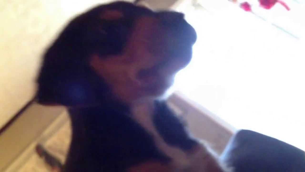 the flying doge