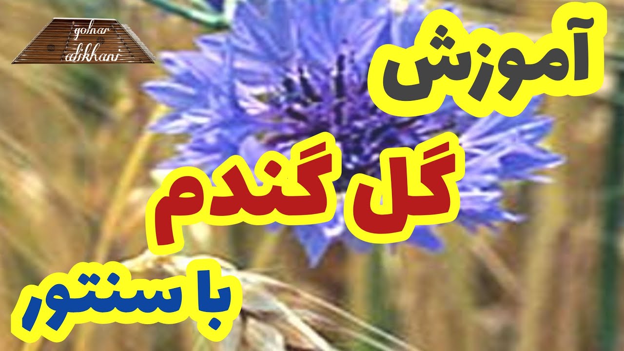 گل گندم با سنتور (wheat flower)