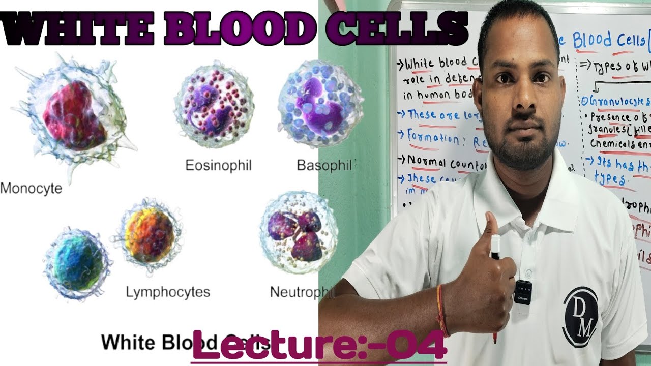 White Blood Cells and its types #bio #nursing #celldivision #knowledge #medical #disease #blood #cel