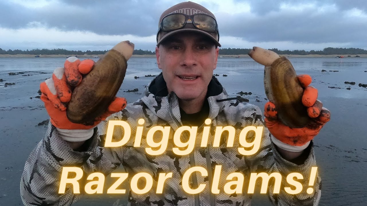 Digging Razor Clams in Washington