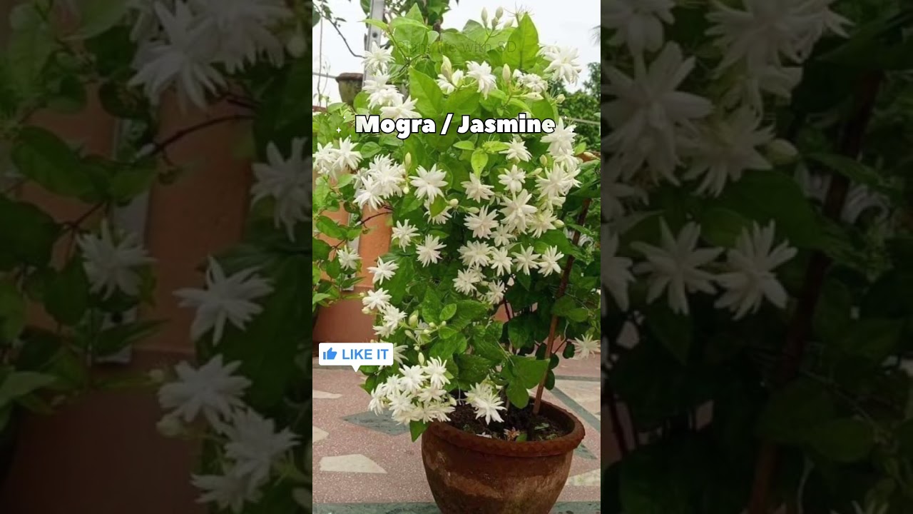Best Hardy Outdoor Plants for Indian Climate 🪴🌺🪴            #plants #garden #outdoorplants #flower