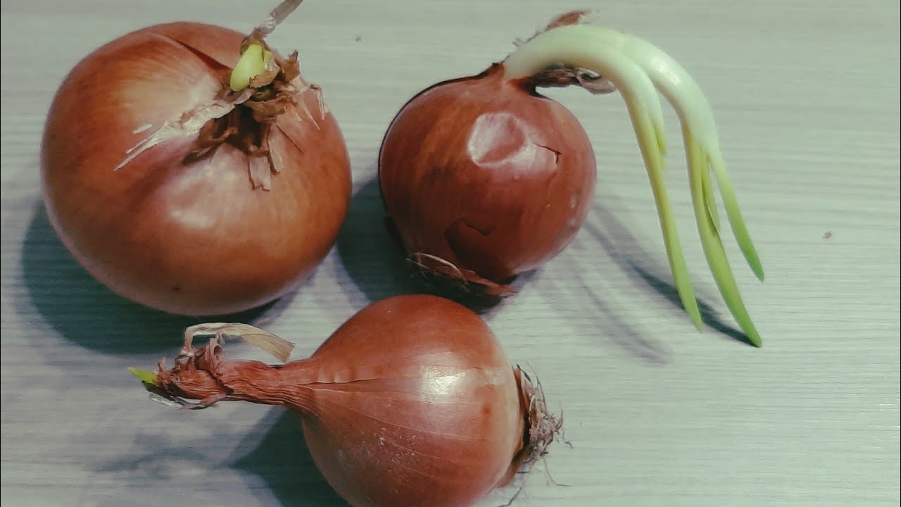 Вы никогда не выбросите проросший лук #2023