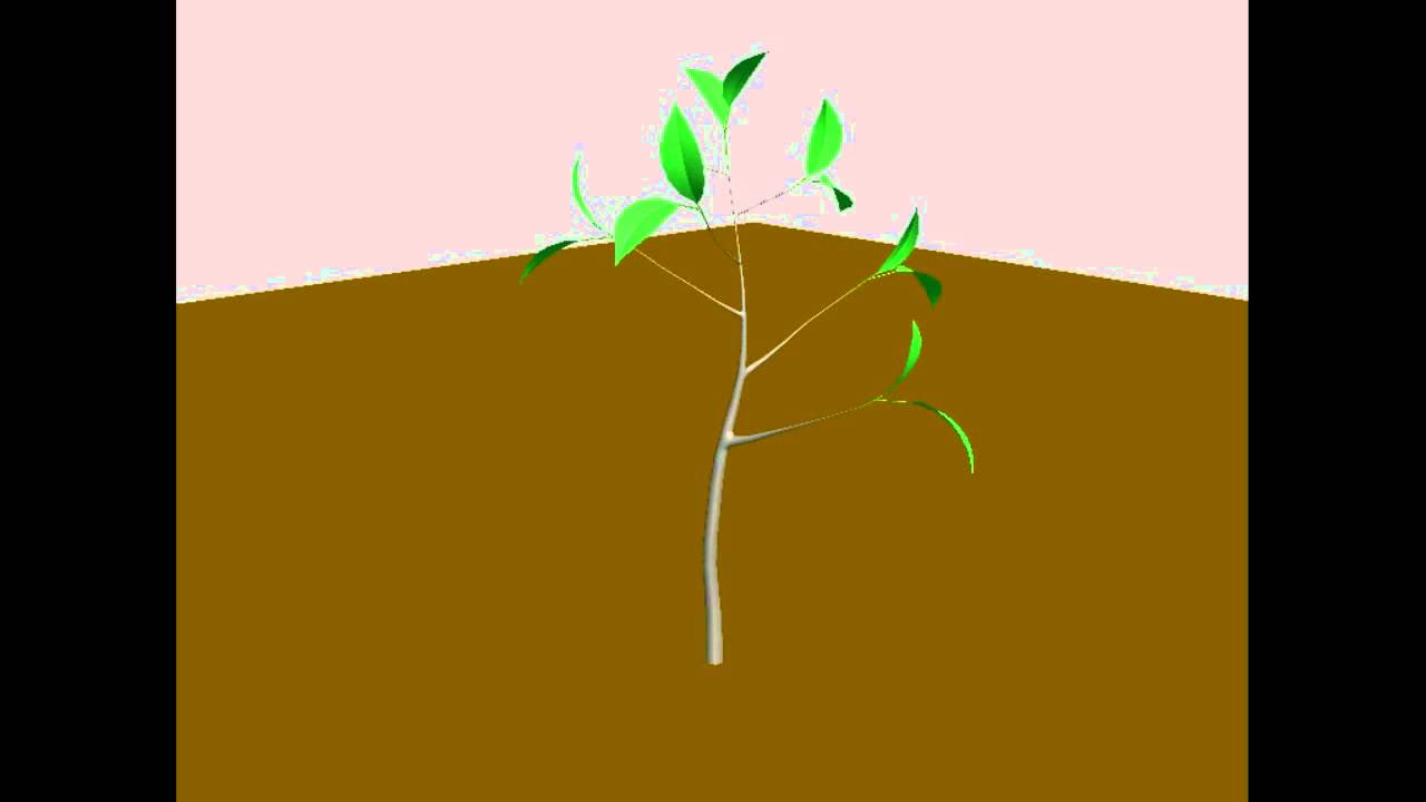 Orange tree - Growth animation test