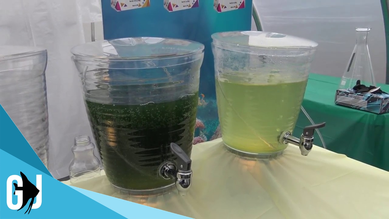 #419: Brine Shrimp and Spirulina Live Cultures at Agcore - Update Monday