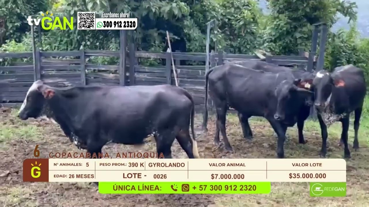 Tu vitrina ganadera- TvAgro por Juan Gonzalo Angel
