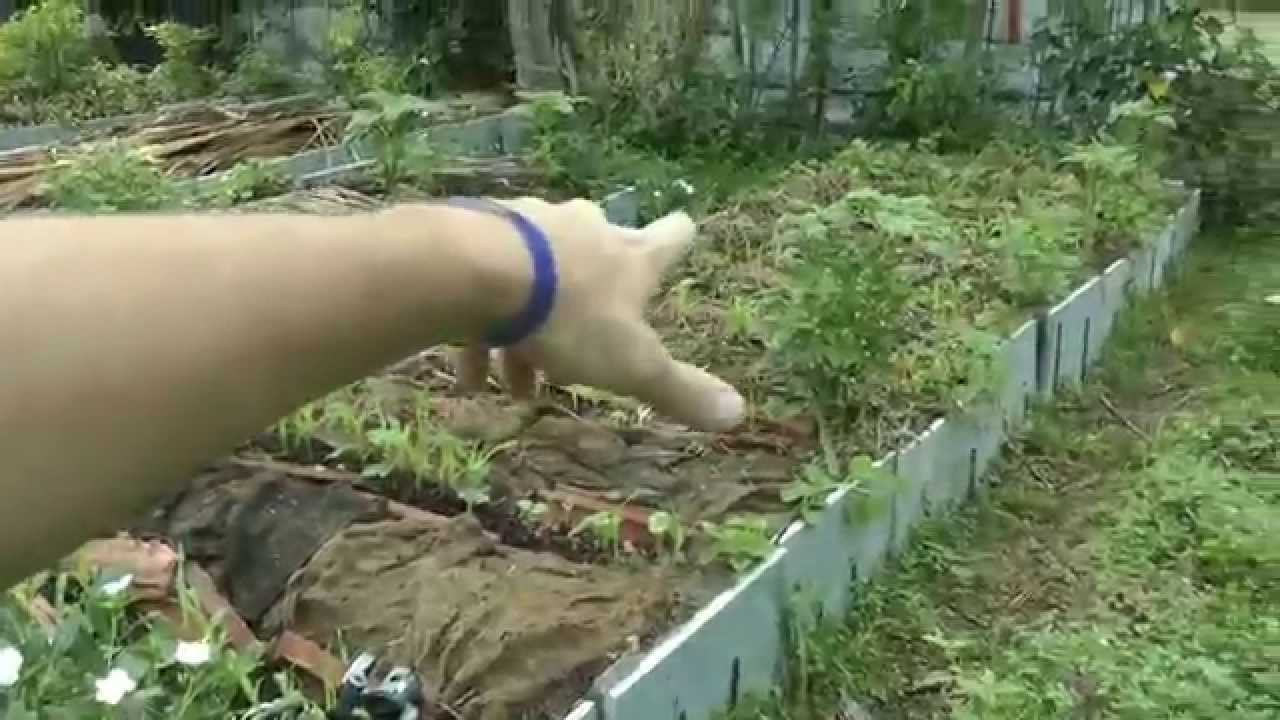 India - Intro / Update & The New Seed Saving Farm in India