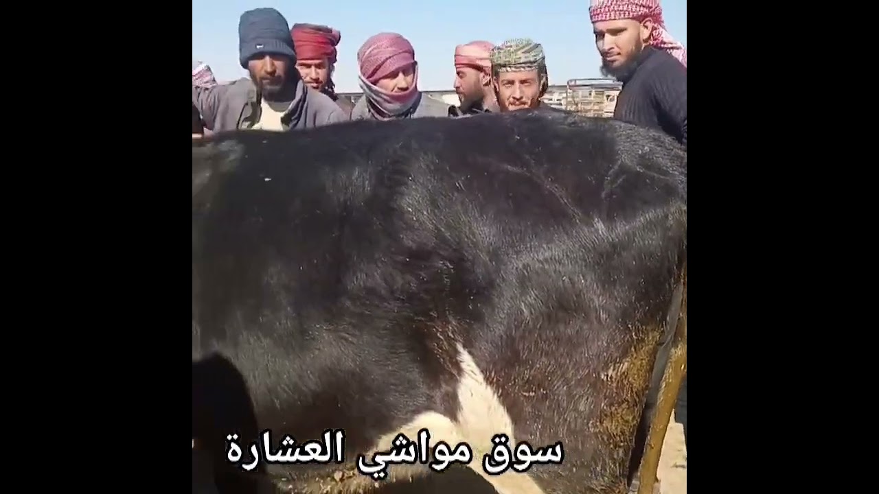#شاهد هبوط حاد في اسعار المواشي الآغنام و الابقار في سورية معا بداية شهر رمضان #سوق_المواشي 