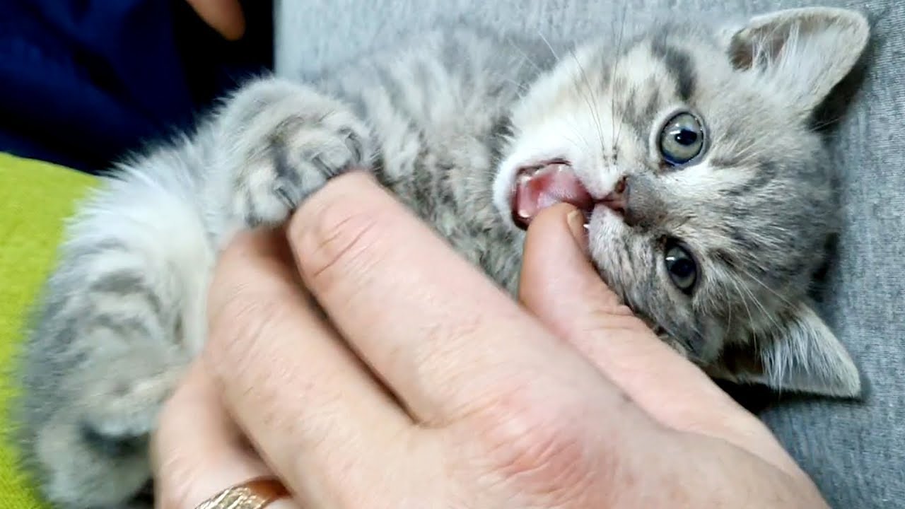 Котенок просит у меня прощения