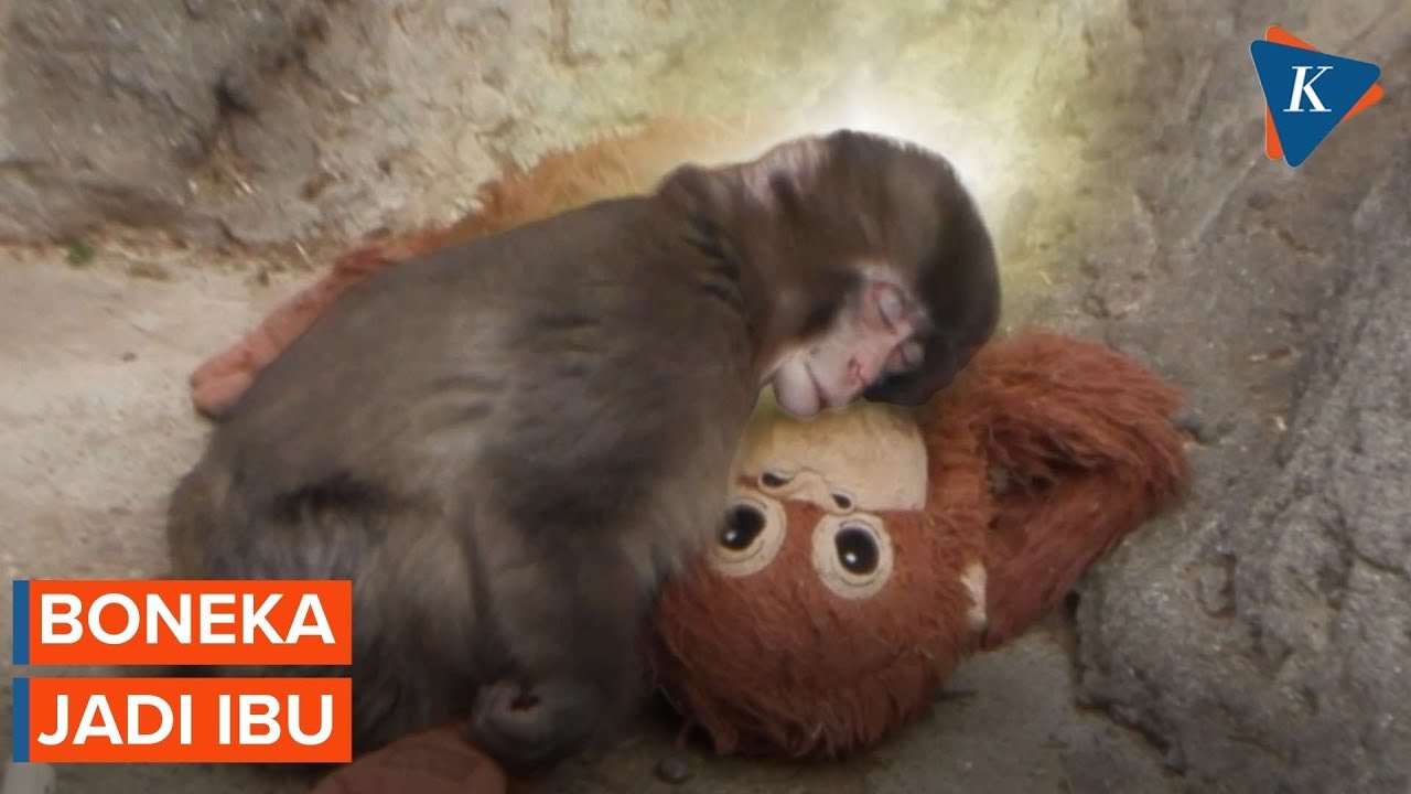 Bukan Lucu, Apa Alasan Bayi Monyet Punch Selalu Memeluk Boneka?