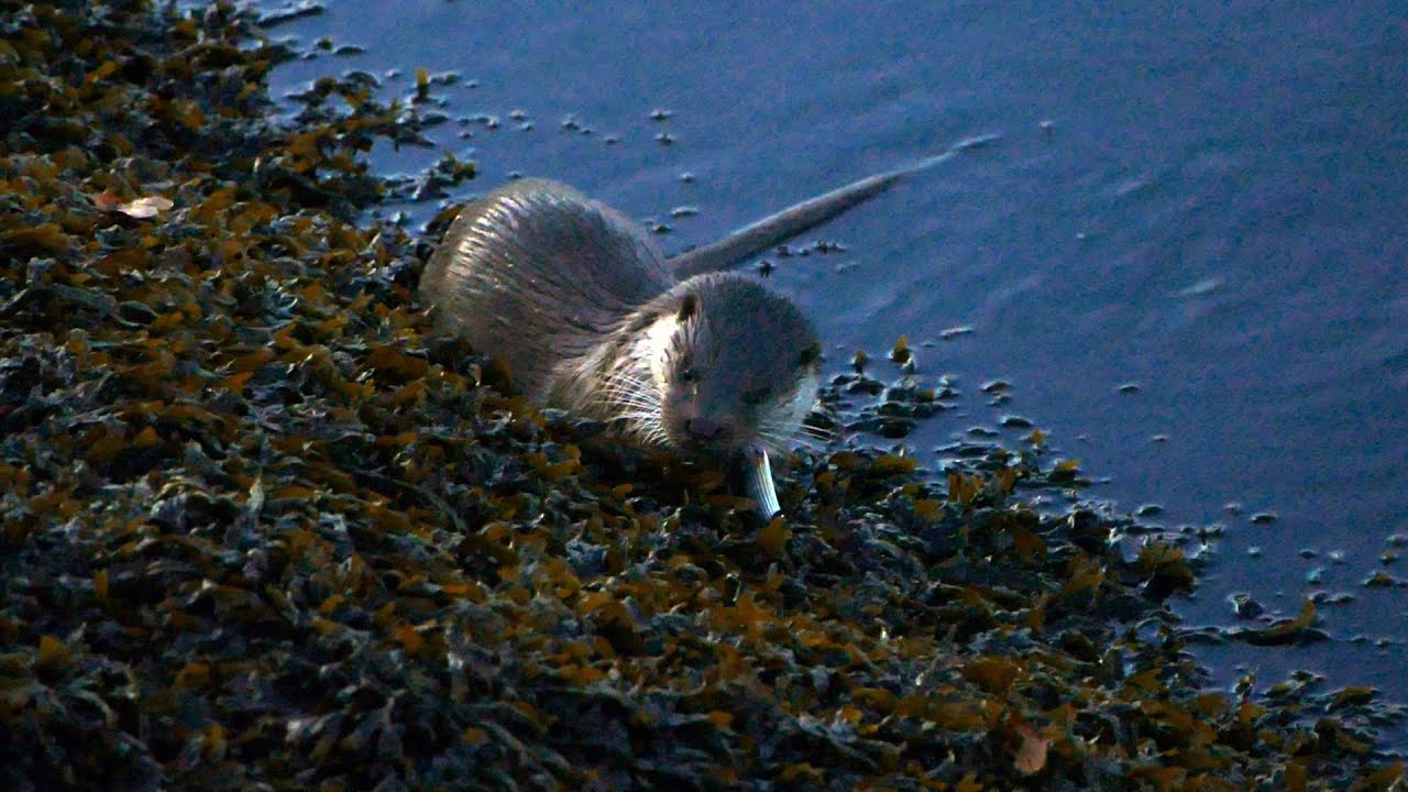 Nutria europea/Lontra/Eurasian otter, Lutra lutra, alimentándose al anochecer (río Lérez)