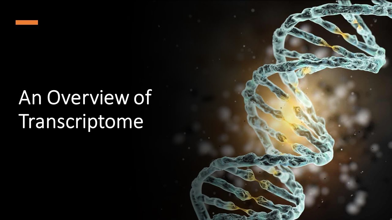 An Overview of Transcriptome