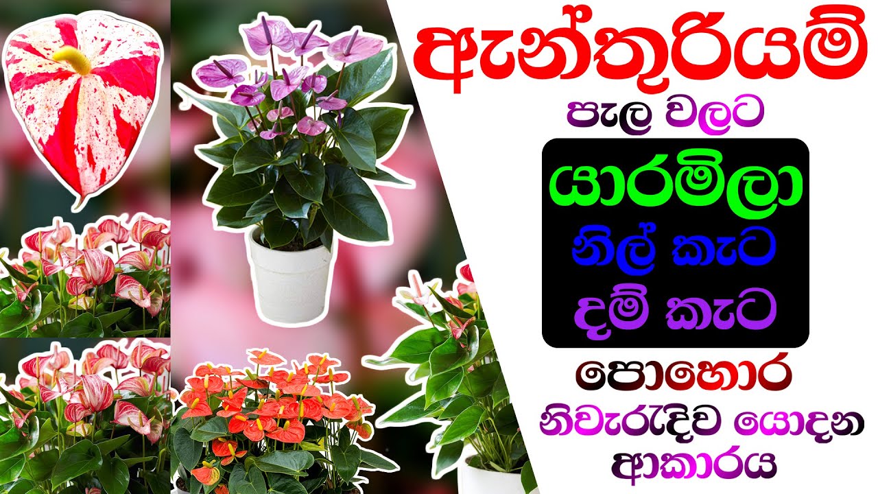 Anthurium fertilizer ඇන්තුරියම් පොහොර  Anthurium pohora Anthurium wagawa sinhala