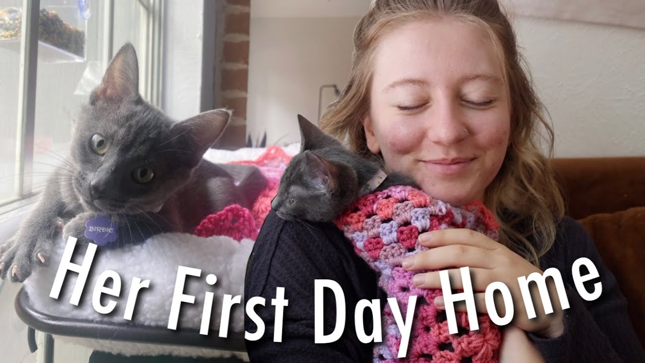 We Adopted A Kitten!