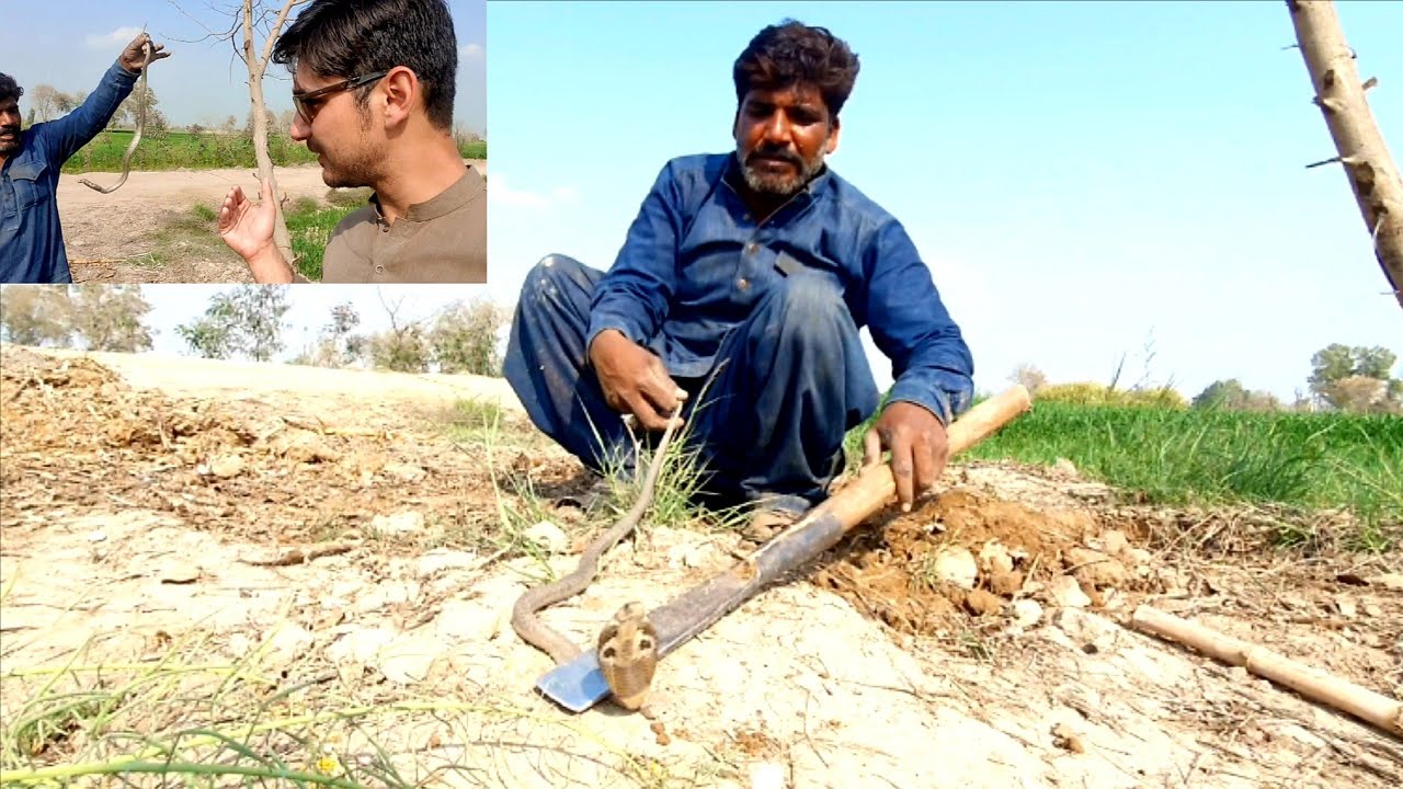 Small Indian Spectacle Cobra Snake Hunting in Fields on the Complaint of Farmer