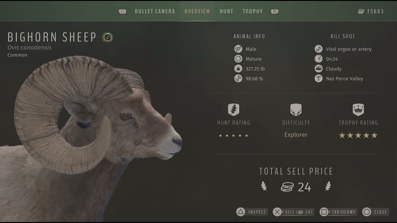 Way of the Hunter 5 Star Bighorn Sheep 😃💯💖 Nez Perce