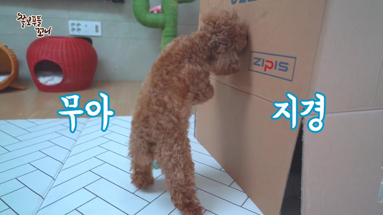 출근한척 속이고 강아지 몰래 집에 숨어있기! 강아지의 귀염 폭발 깜놀반응ㅋㅋㅋ(Eng sub)