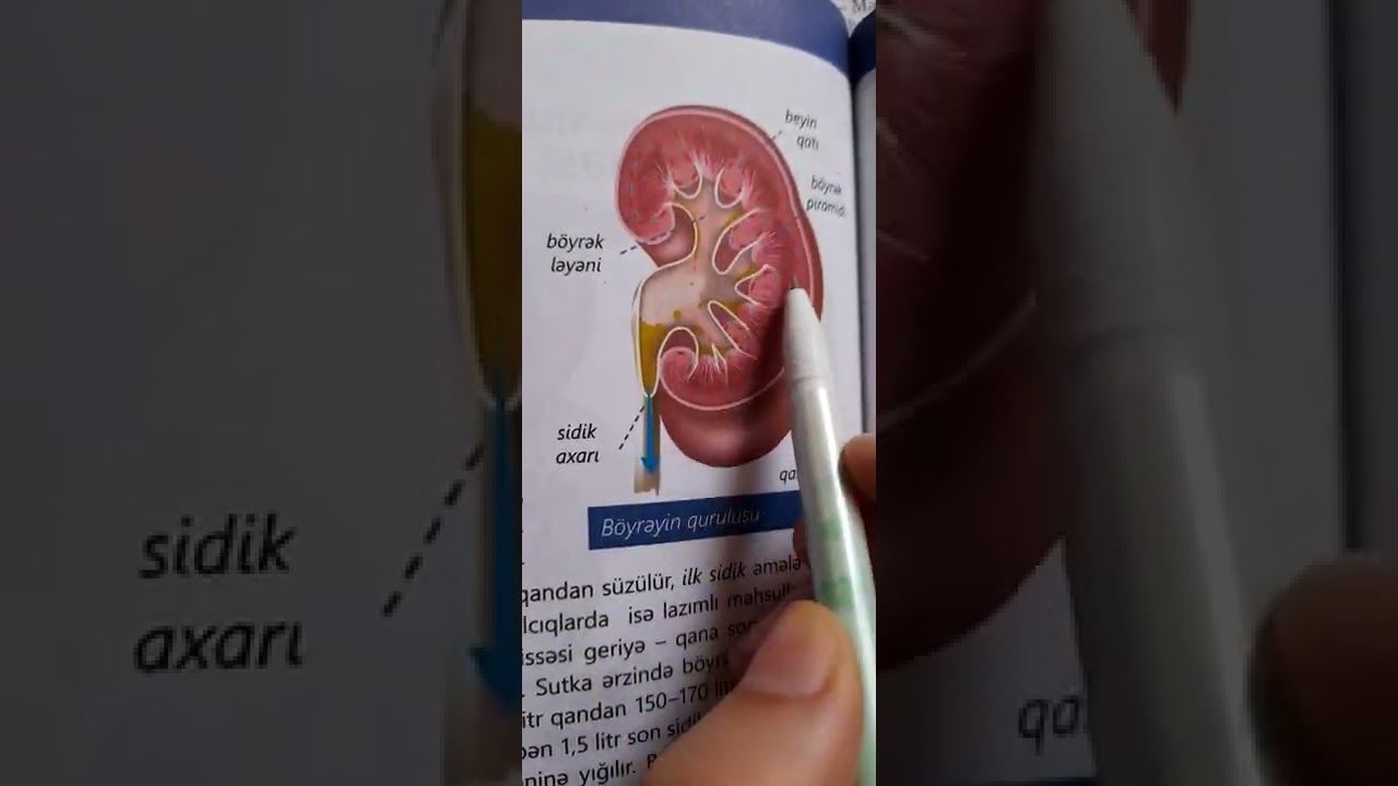 Mövzularasi elaqe.Toxuma,orqan,orqanlar sistemi.1-test toplusu-test izahi.
