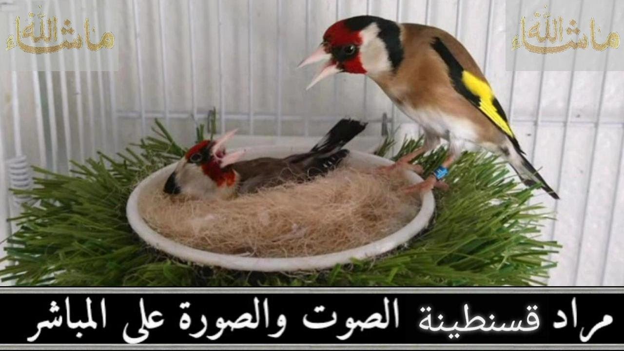 نصائح مهمة من أخوكم مراد لنجاح تزاوج الحسون بالسلاكة، و توجيهات بخصوص قضية الانارة.2023