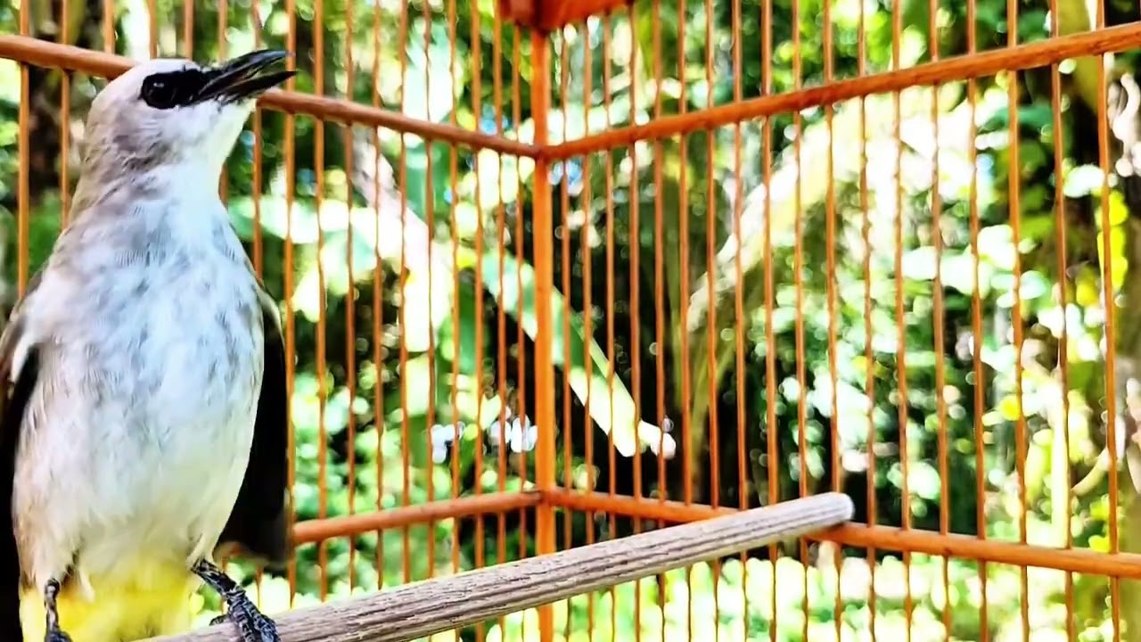 Masteran TRUCUKAN GACOR Ngalas Tarung ROPEL Paling Bagus Untuk Pancingan TRUCUK Agar Bunyi Nyaut
