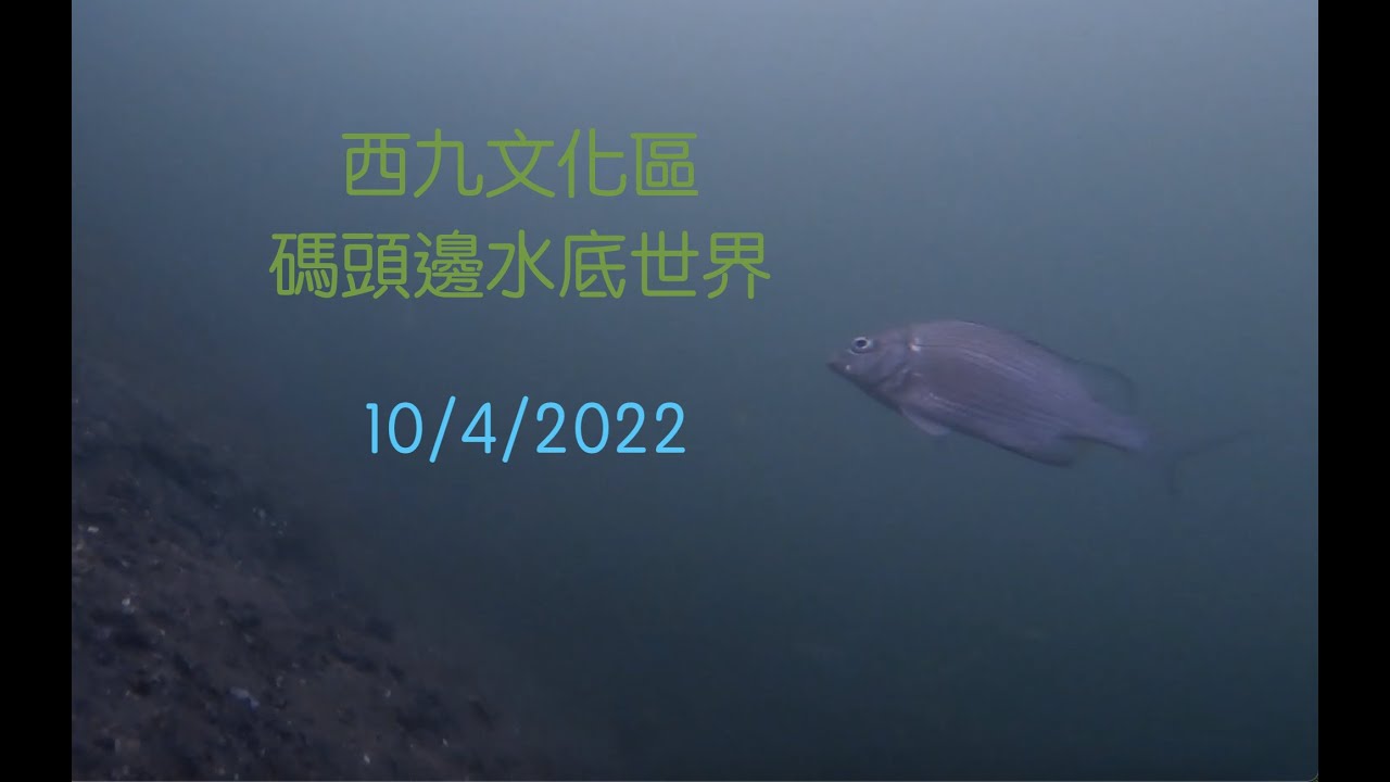 西九文化區碼頭邊水底影像