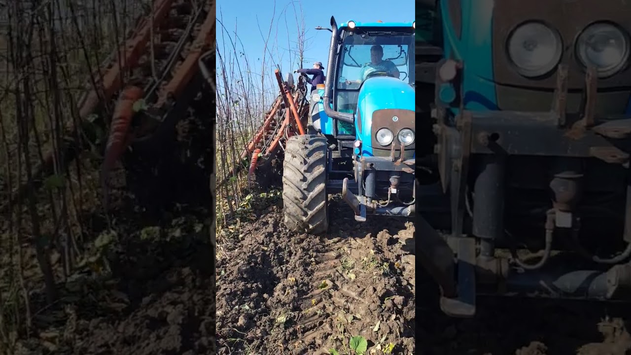 Vadjenje sadnica 2017.