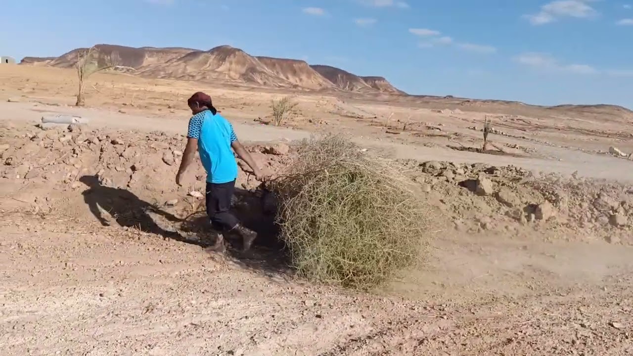 نتيجة زراعه البرسيم الحجازي والشعير علي أرض الواقع تبارك الله!! البحريه  !!