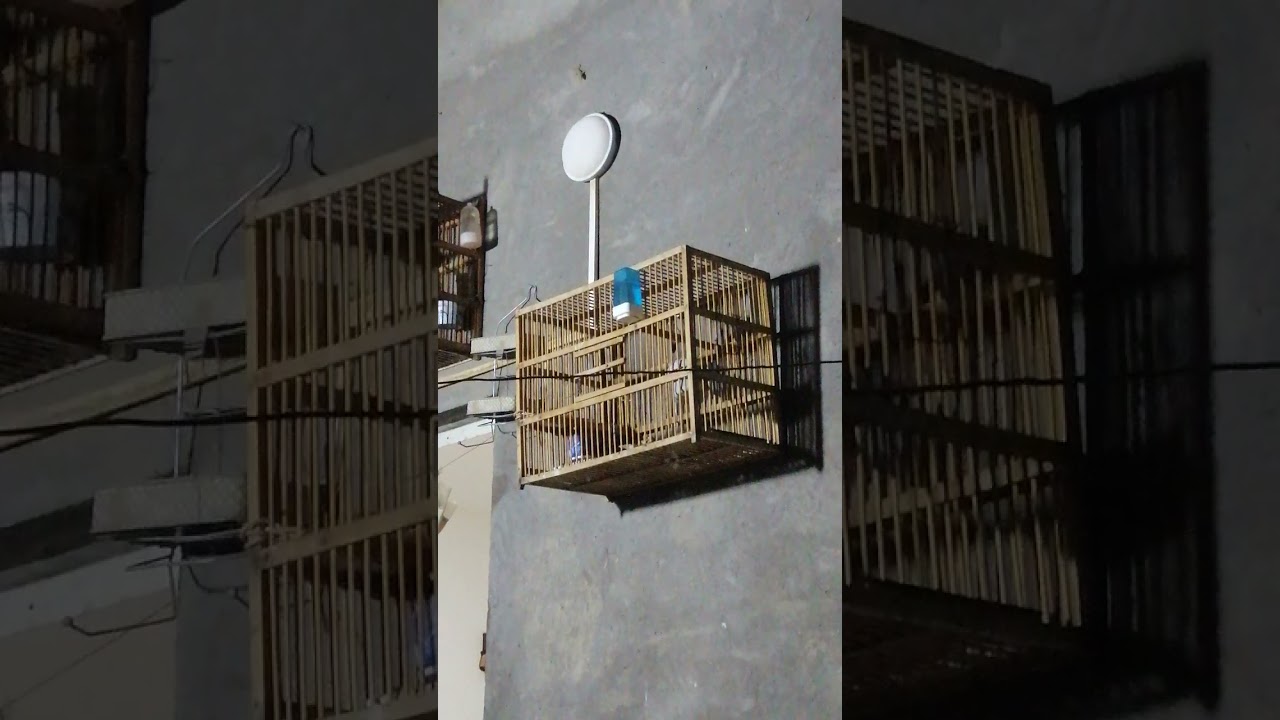 طياريات بلبل طور وحشي صافي لتهييج البلابل الساكتة واجبارها على التغريد